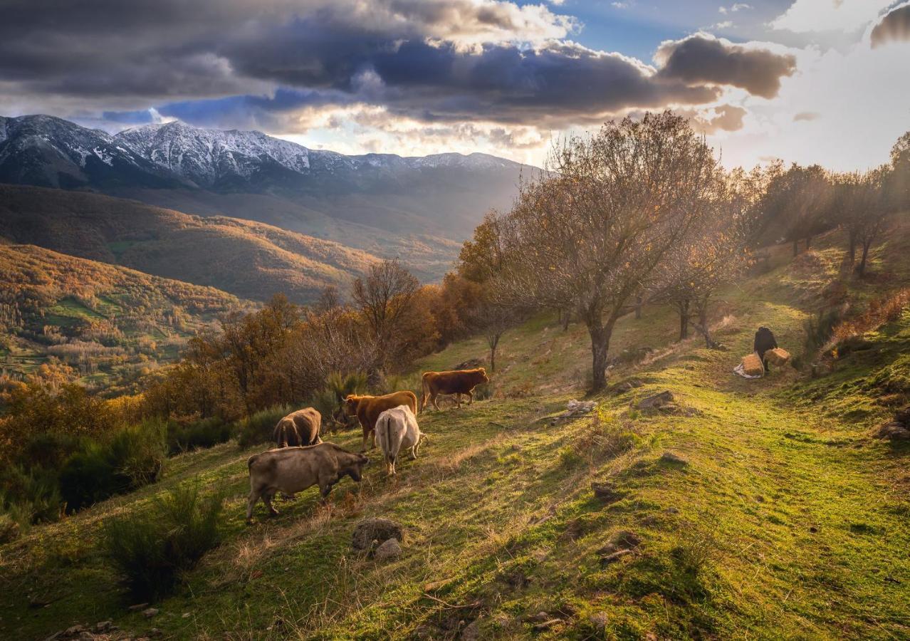 Casa Rural Arbequina Despierta Tus Sentidos En El Valle Del Ambroz Casas del Monte Exterior foto